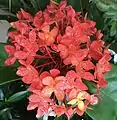 Ixora de Tahiti (hitoa).