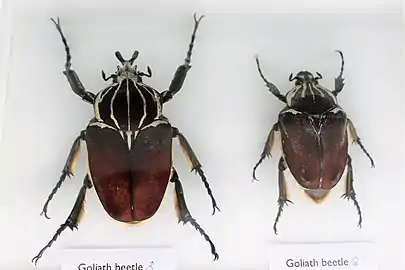Goliathus goliatus mâle et femelle