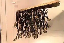 Anatifes accrochés à une pièce de bois, Musée d'Histoire Naturelle de Londres.