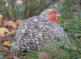 Une poule Coucou d'Izegem.