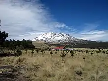 volcan Iztaccíhuatl enneigé au loin, prairies d'herbes hautes et conifères au premier plan