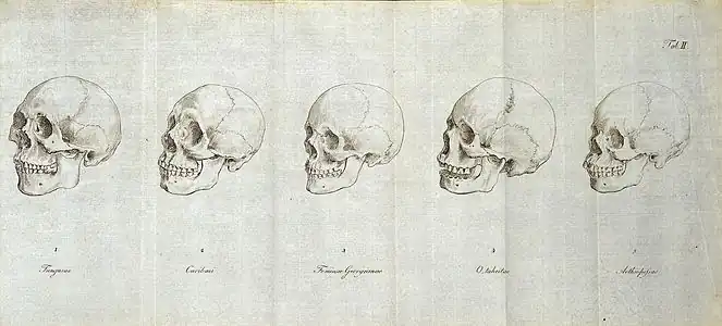 Gravure, 5 crânes disposés en ligne.