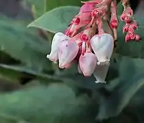 Inflorescence d’A. andersonii.