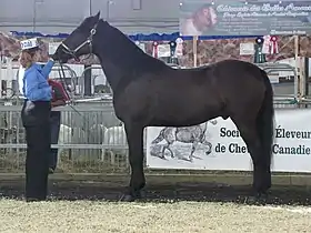 Jugement d'un cheval Canadien à Expo Québec, en 2009.