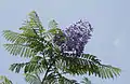 Jacaranda mimosifolia