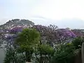 Jacaranda mimosifolia sur les berges du lac. Les Jaracandas fleurissent en octobre (2014)