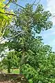 Pied de Jacaratia spinosa cultivé en Floride ( The Jacaratia spinosa Fruit & Spice Park, Homestead)