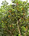 Houppier fructifère de Jacaratia spinosa dans la région d'Iguazu