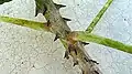 Tige épineuse de Jacaratia spinosa