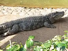 Caïman à museau large (Caiman latirostris)