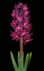 Inflorescence de jacinthe.