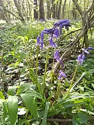 Jacinthe des bois (Hyacinthoides non-scripta) et seau de Salomon (Polygonatum multiflorum) poussant dans le sous-bois du Baron à Mont-Sainte-Geneviève