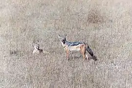 Deux chacals dans le Masai Mara.