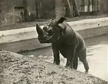 Photographie en noir et blanc d'un Rhinocéros vu de trois-quarts profil en train de gravir un talus dans le parc d'un zoo.