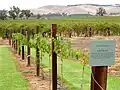 Vignes de Shiraz.