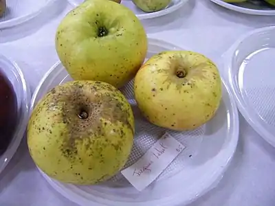 Pommes « Jacques Lebel » de Mons-Boubert.