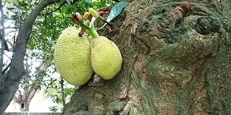 Jacquier au jardin des plantes et de la nature de Porto-Novo (Bénin).