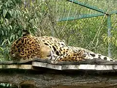 Jaguar dans son enclos.