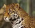 Jaguar (Panthera onca, Felidae).