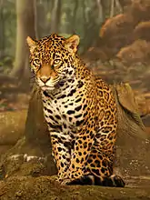 Le jaguar, le plus grand prédateur terrestre d'Amérique du Sud.