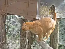 Un jaguarondi roux du Parc des Félins.