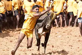 Le Jallikattu est une pratique sportive et sociale propre à certaines régions du Tamil Nadu.