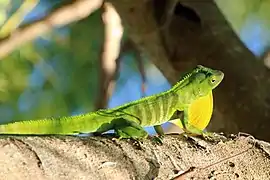 Anolis garmani (Dactyloidae)