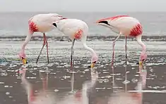 Un groupe de Flamants de James (Phoenicoparrus jamesi)