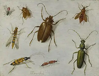 Étude d'insectes, 1648-76