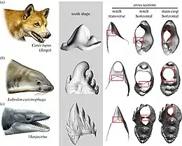Comparaison en trois dimension entre les dents d'un Dingo (A, en haut de l'image), d'un Phoque crabier (B, en centre de l'image) et d'un Janjucetus (C, en bas de l'image).