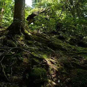 Image illustrative de l’article Forêt primitive de Kasugayama