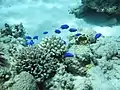 Photo couleur sous-marine d'une douzaine de poissons bleus, nageant au-dessus d'un récif corallien.