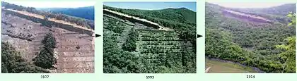 Planche couleur rassemblant trois photos montrant la progression, au fil des années, du reboisement d'un versant de ravin de montagne.