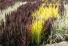 Photo couleur de plants de riz de couleurs différentes : jaunes, vialoets et vert pâle tirant vers le blanc.