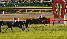 Photo d'une course de chevaux lancés au grand galop sur la ligne d'arrivée.