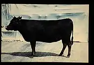 Vache noire du Japon