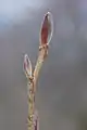 Un bourgeon au début du printemps