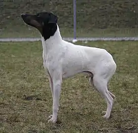 Terrier japonais