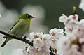 Photo couleur montrant, en gros plan sur une branche de cerisier en fleurs, un oiseau jaune, brun et vert (ailes et tête) de la taille d'un moineau (arrière-plan flou).