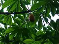 Fruit de Jacaratia spinosa