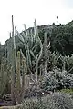 Le jardín de cactus et de plantes succulentes.