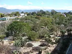 Le jardin ethnobotanique d'Oaxaca à l'intérieur de l'ancien couvent.