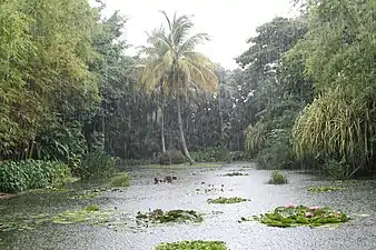 Le jardin botanique de Deshaies, sous la pluie.