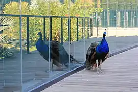 Paon en liberté dans le jardin