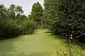 La noue qui traverse le Jardin, couverte de lentilles d'eau