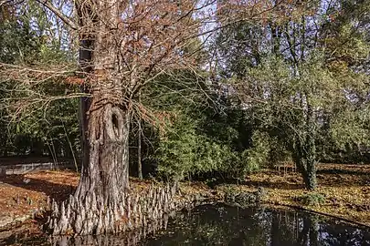 Cyprès chauve du Jardin botanique de Metz