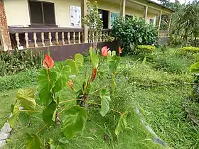 Jardin botanique de Bom Sucesso.