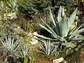 Agaves.