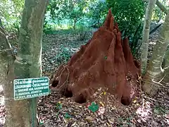 Dialium guineense (Tamarinier noir) à côté d'une termitière.