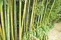 Jardin botanique de Bayonne : bambous